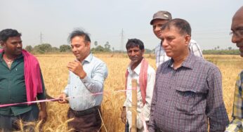Bhagalpur News: भागलपुर डीएम ने सबौर में खुद से हसुआ लेकर खेतों में लगे गेहूं फसल को काटा