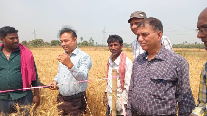 भागलपुर डीएम ने गेहूं कटनी के प्रयोग का निरीक्षण किया भागलपुर डीएम ने गेहूं कटनी के प्रयोग का निरीक्षण किया