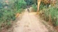 ग्रामीण सड़क