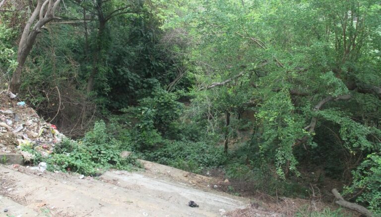 Bihar News: स्मार्ट सिटी की चमक में सूख गया तालाब, पेड़ कमजोर, बेजान जय प्रकाश उद्यान