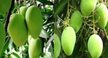 Bihar News: ब्रांडिंग का कमाल; जर्दालू आम की दोगुनी से ज़्यादा कीमत, घर से ही बिक रहा!