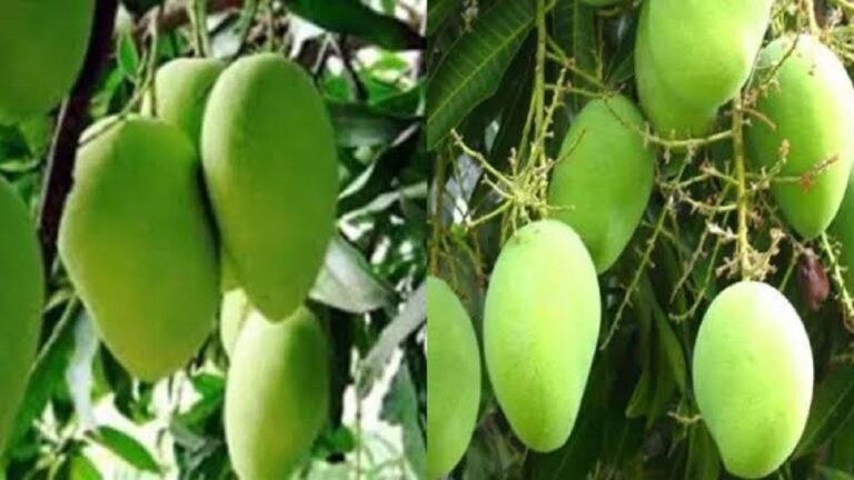 Bihar News: ब्रांडिंग का कमाल; जर्दालू आम की दोगुनी से ज़्यादा कीमत, घर से ही बिक रहा!