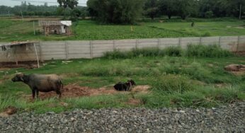 Bihar: बिहार के इस जिले में अब जानवर नहीं आएंगे सड़क पर, टकराव रोकेगी मजबूत दीवार