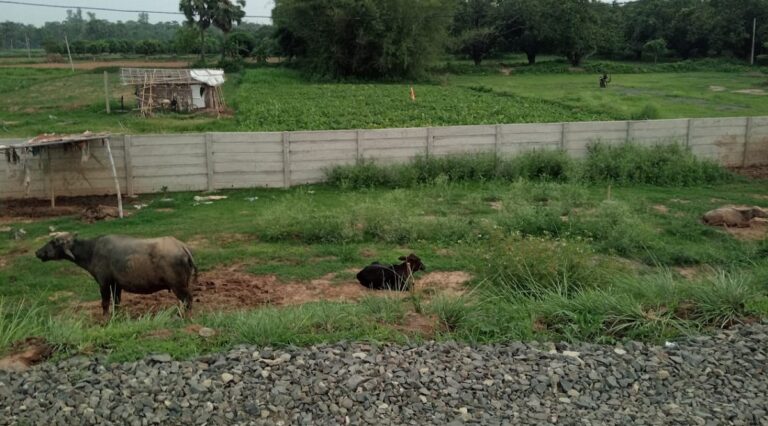Bihar: बिहार के इस जिले में अब जानवर नहीं आएंगे सड़क पर, टकराव रोकेगी मजबूत दीवार