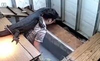 Viral Video