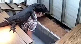 Video: सफाई के दौरान शख्स की पीठ पर चढ़ी विशाल छिपकली, वायरल वीडियो देख रह जाएंगे हैरान