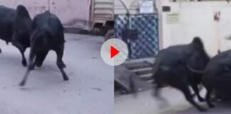 स्कूटी समेत हवा में उछली लड़की