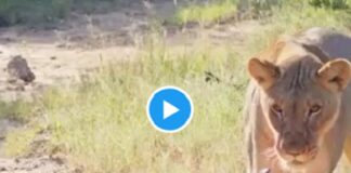 Viral Video: शेर के सामने डटकर खड़ा हुआ ब्लैक माम्बा, जंगल में छिड़ी खौफनाक टक्कर जंगल में छिड़ी खौफनाक टक्कर