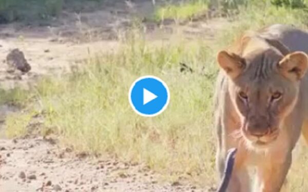 Viral Video: शेर के सामने डटकर खड़ा हुआ ब्लैक माम्बा, जंगल में छिड़ी खौफनाक टक्कर