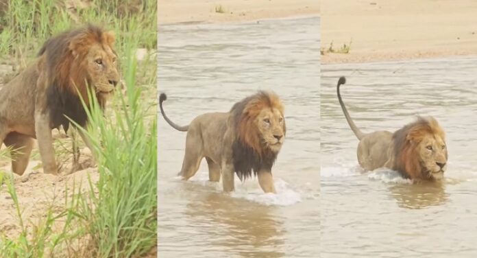 Viral Video शेर ने दिखाई बादशाहत