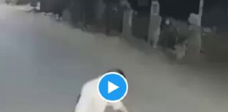 नशे में युवक ने बाघ को शराब पिलाई