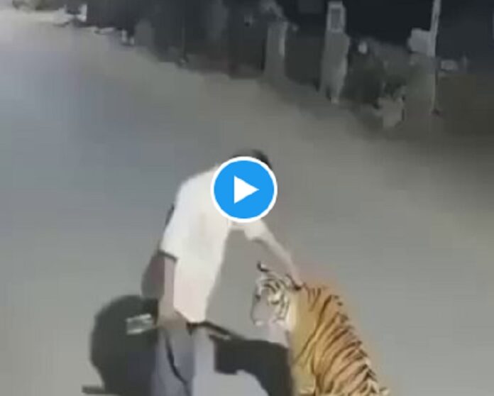 Viral Video नशे में युवक ने बाघ को शराब पिलाई